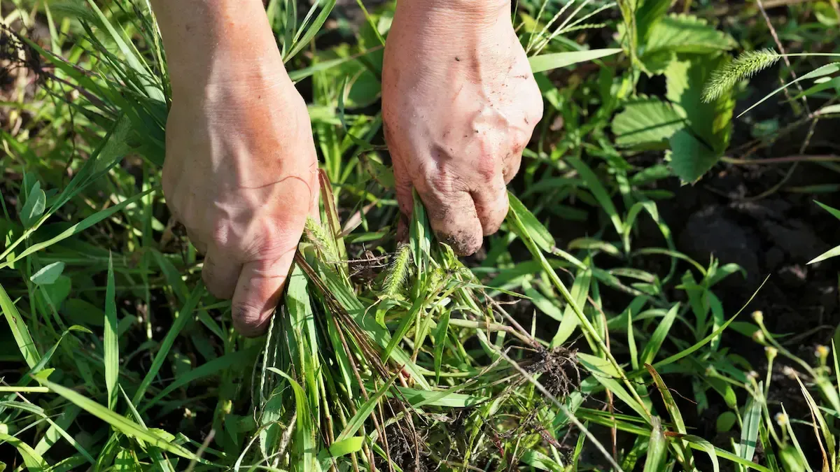 Hands pulling weeds from garden bed - Perfect Trim Lawn & Landscaping - weed removal services - Antioch