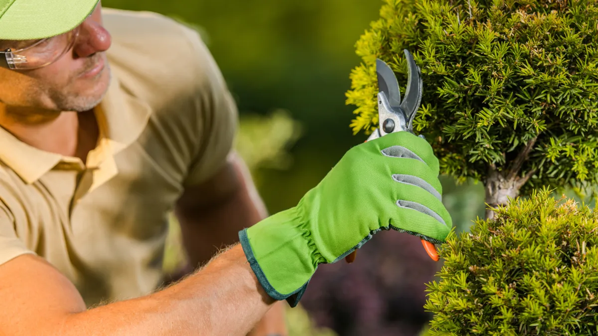 Precision shrub pruning with hand shears - Perfect Trim Lawn & Landscaping - professional hedge trimming services in Antioch