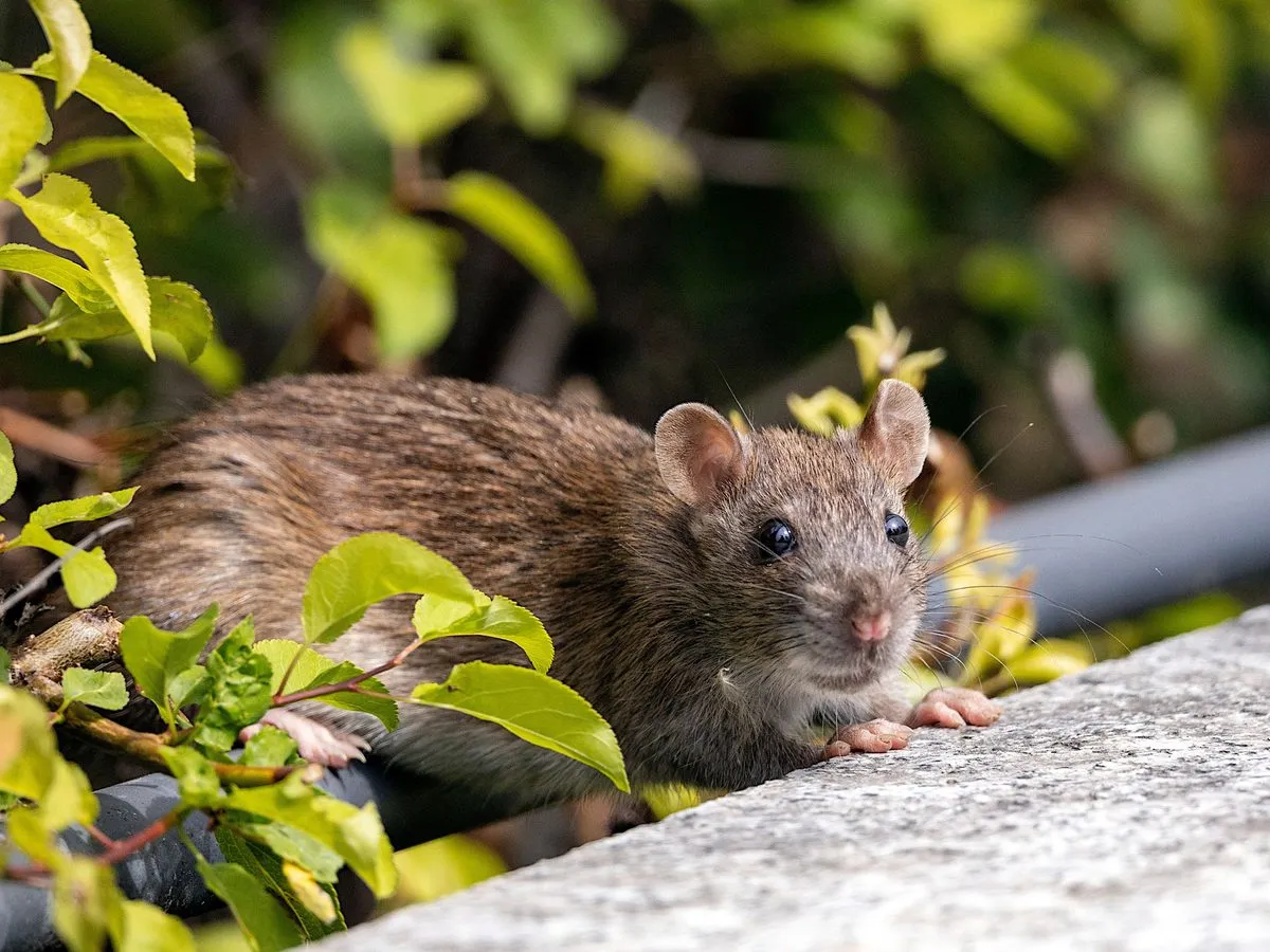 Rodent and rat control treatment