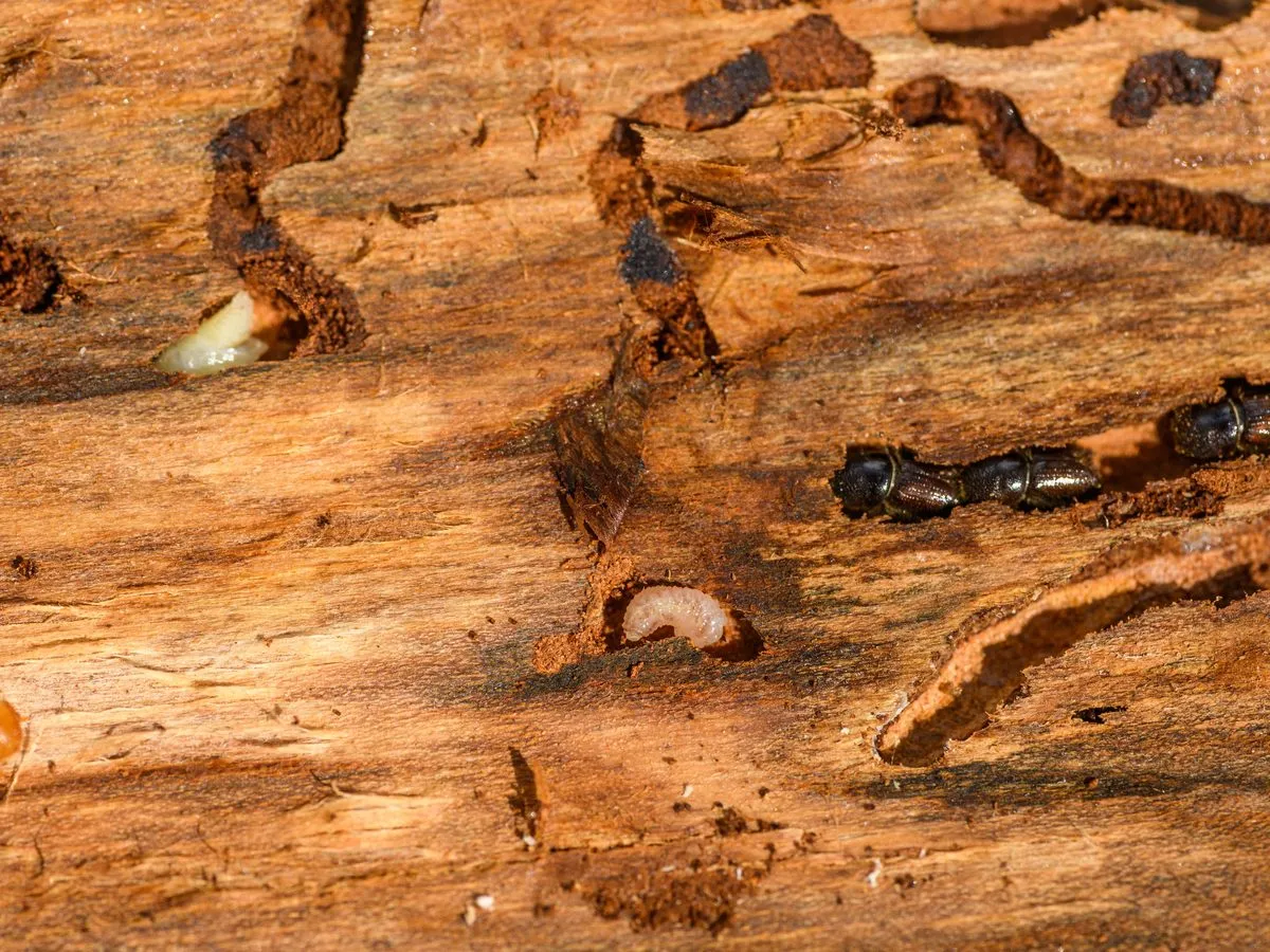 Termite inspection and control