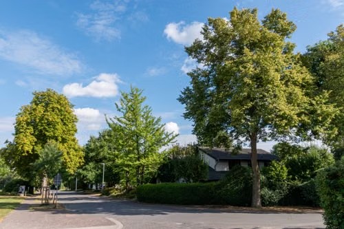 Consulting Arborist Reports