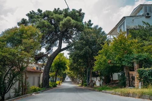  Consulting Arborist Reports