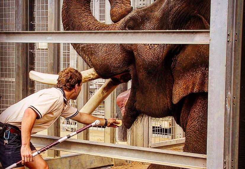 What a 5-Tonne Bull Elephant Taught Me About Behaviour Change