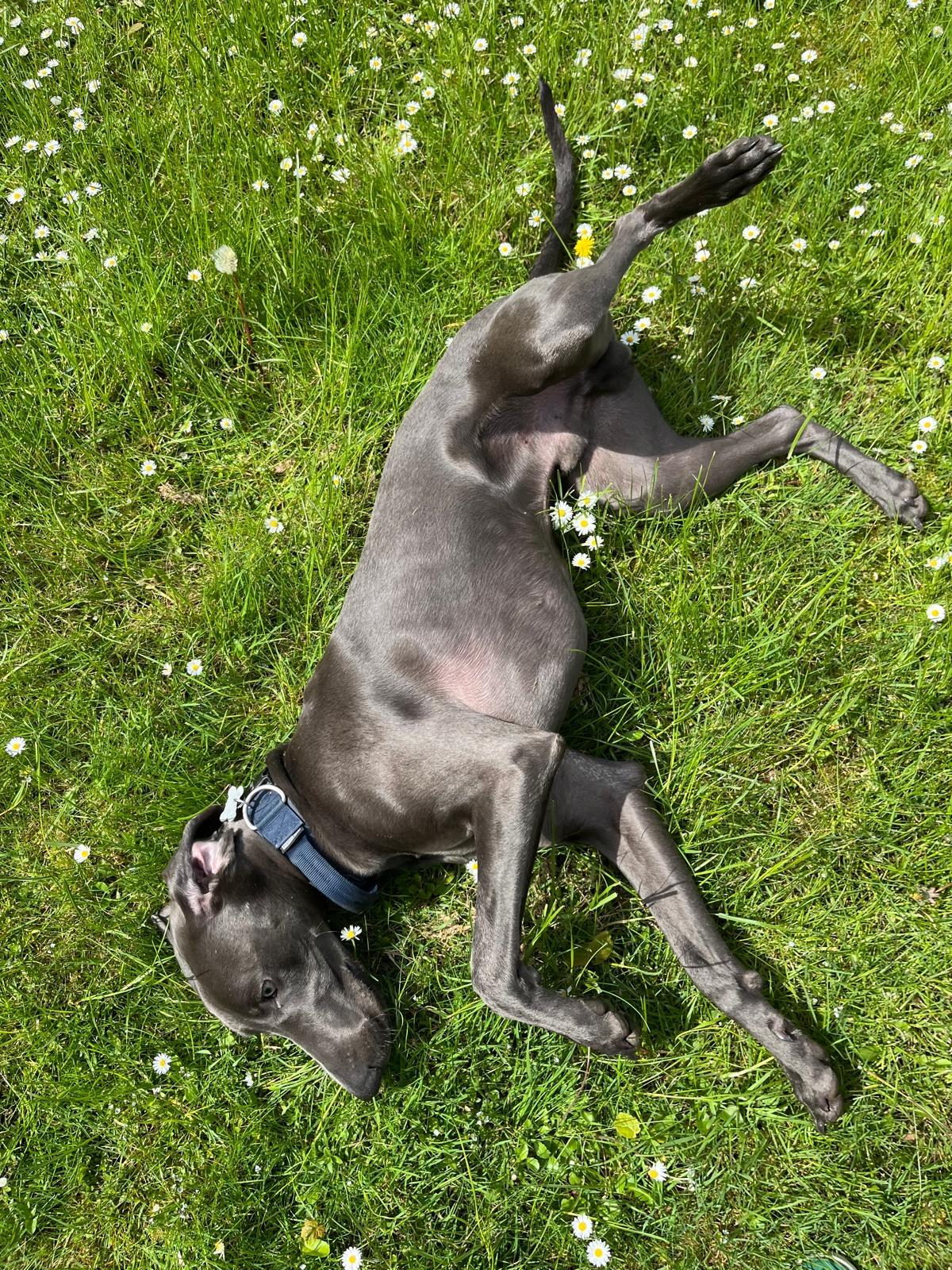 Glücklicher Hund dank Tierkrankenversicherung
