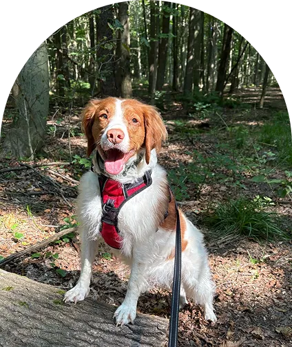 A brown and white Basenji dog 
