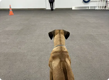 Interior lobby of All Tails 'R' Waggin