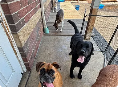 Outdoor play area at All Tails 'R' Waggin'