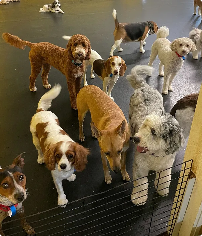 three-month-old Beagle puppy 