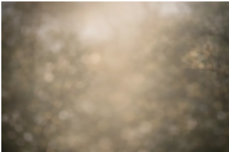 A calm pond surrounded by lush green trees.
