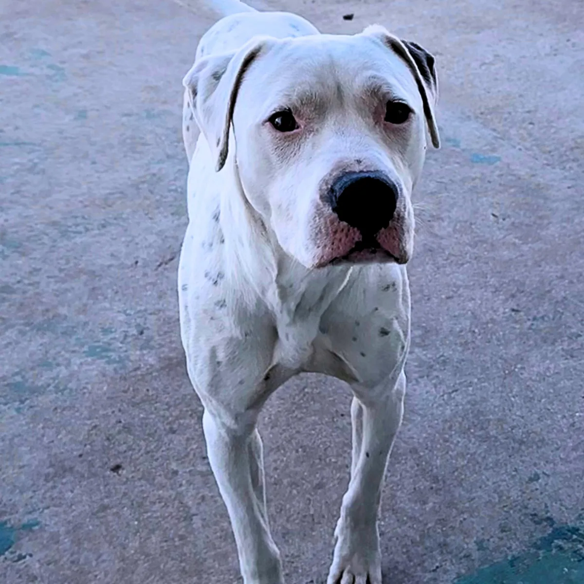 KCK's Dog of the Month