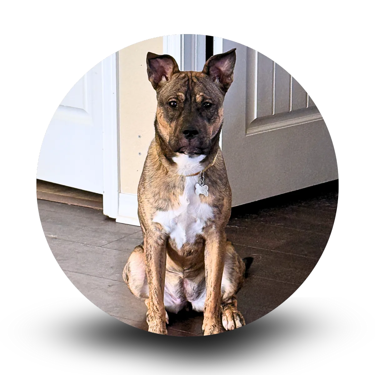 KCK's Dog of the Month