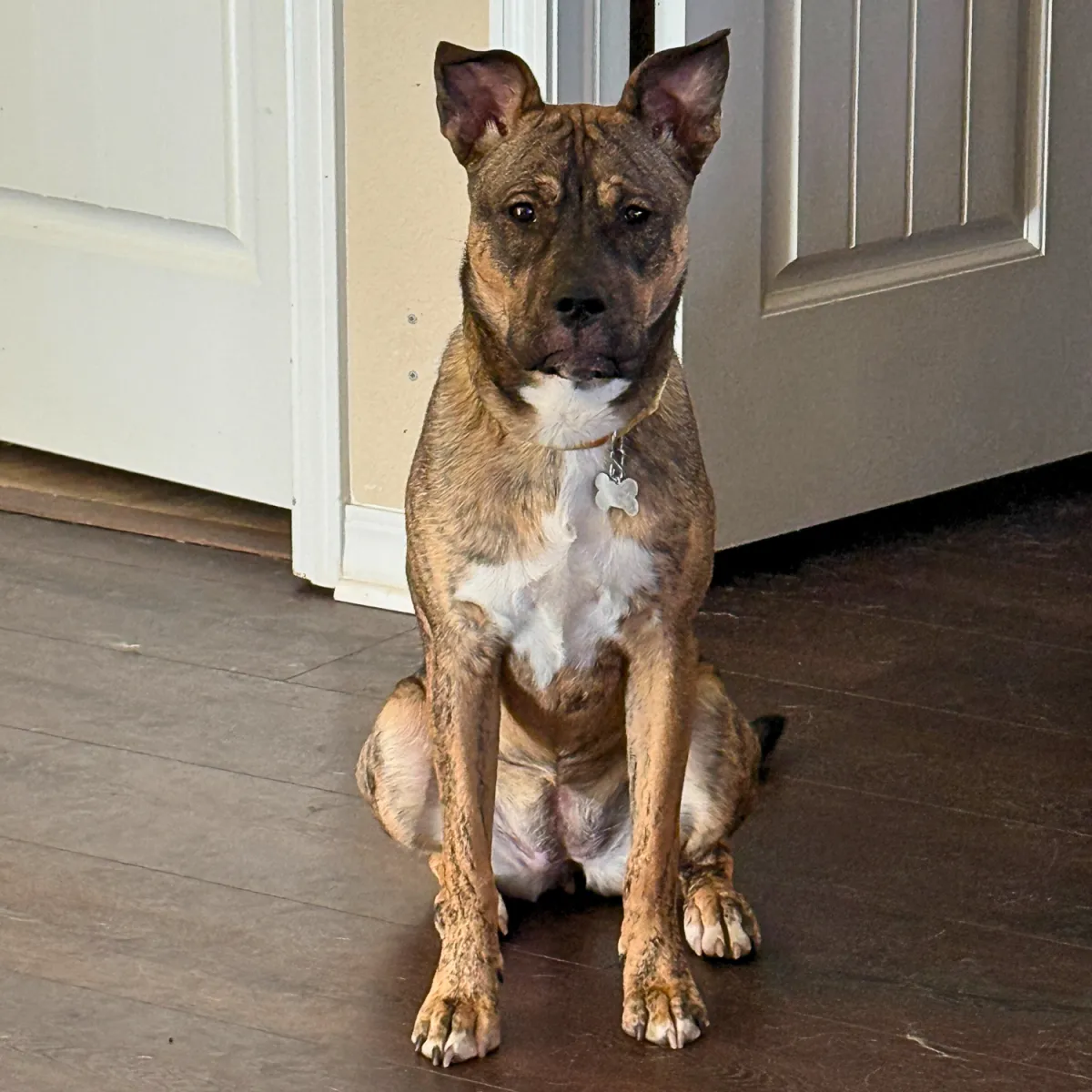 KCK's Dog of the Month