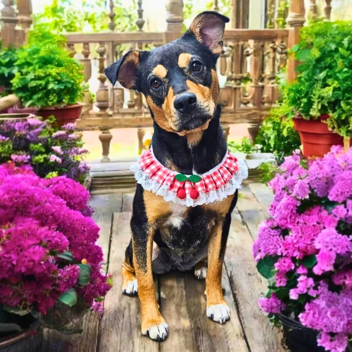 KCK's Dog of the Month