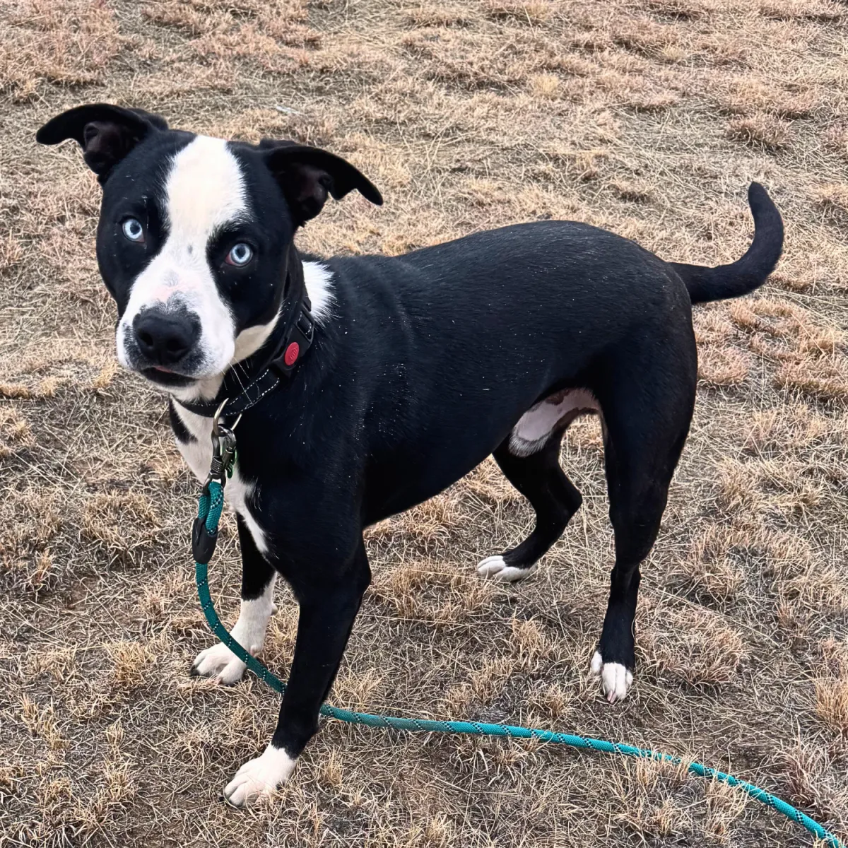 KCK's Dog of the Month