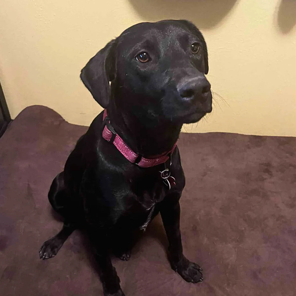 KCK's Dog of the Month