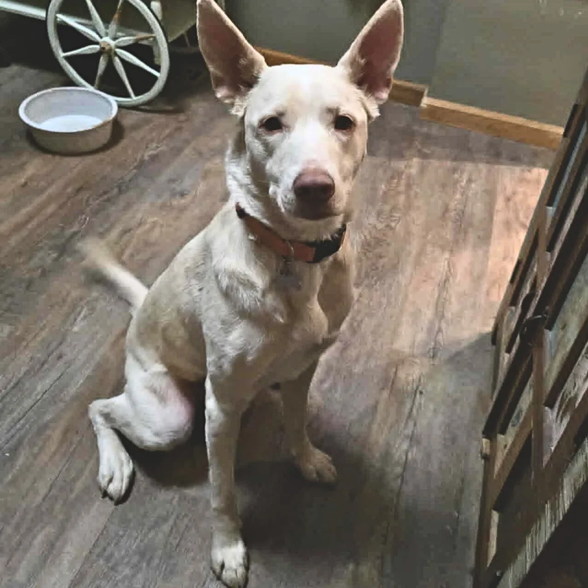 KCK's Dog of the Month