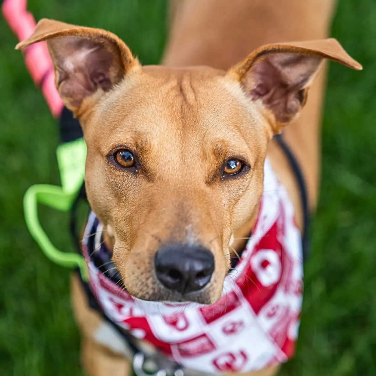 KCK's Dog of the Month