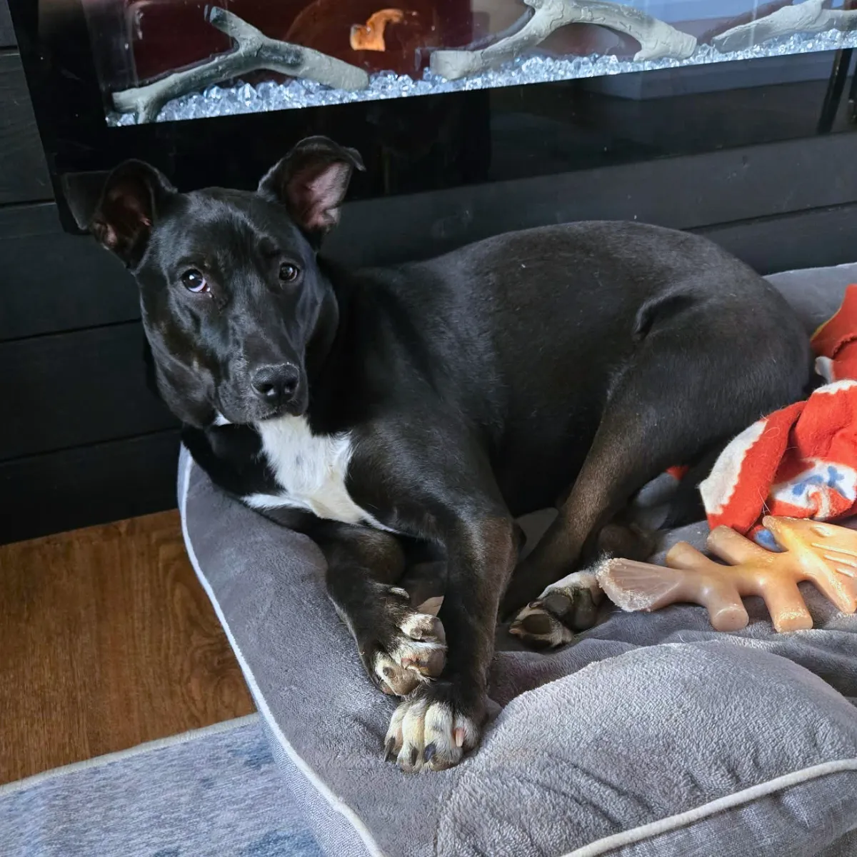 KCK's Dog of the Month