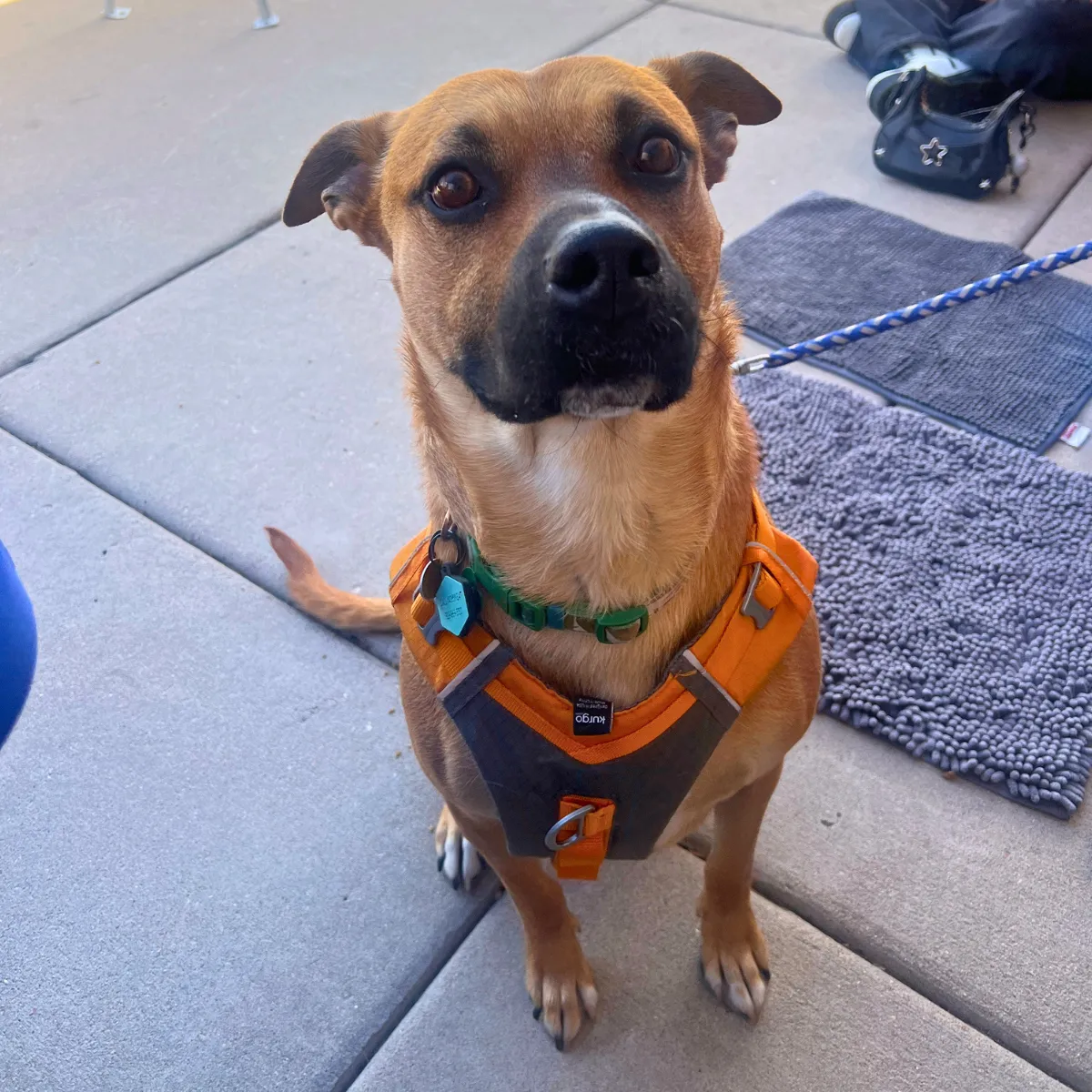 KCK's Dog of the Month