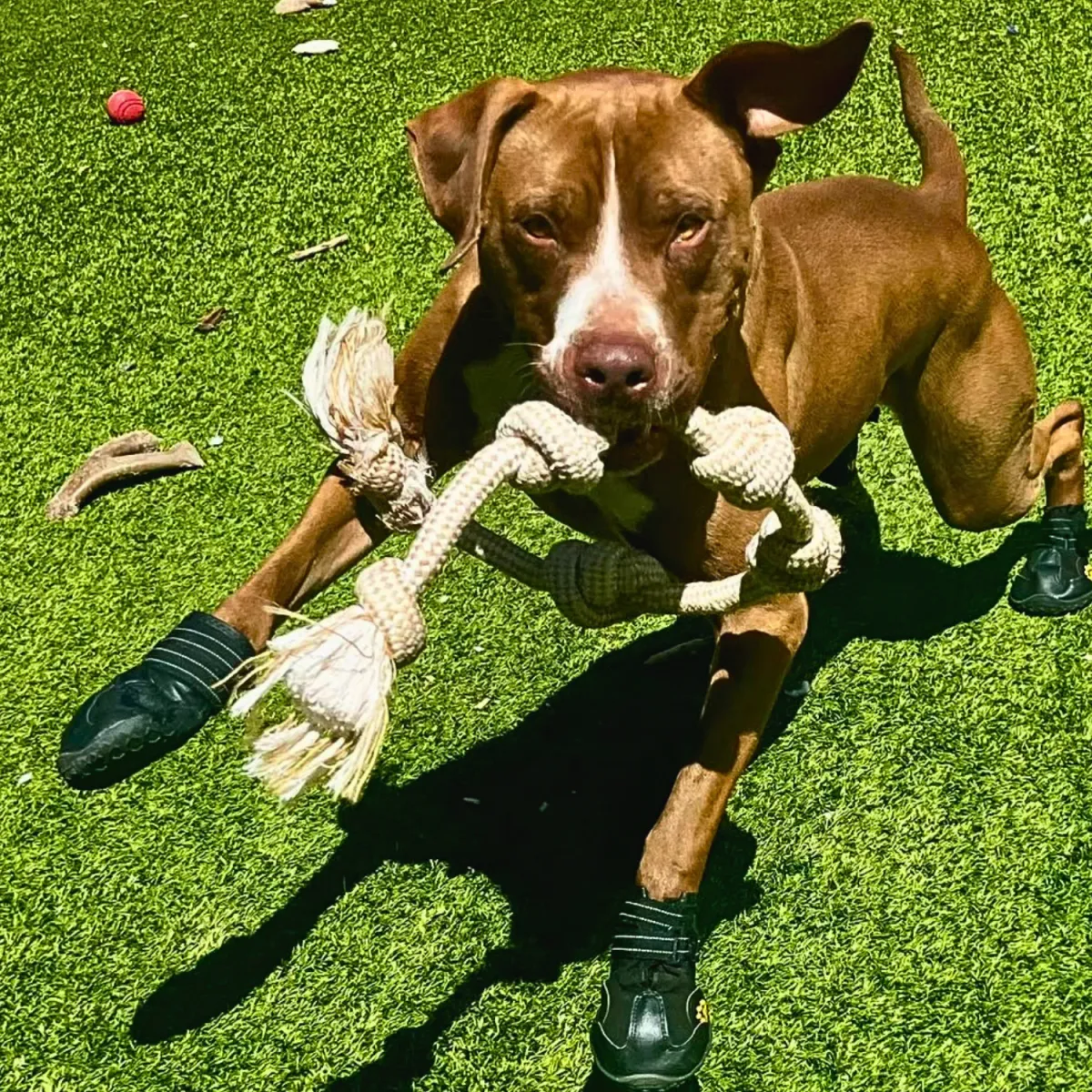 KCK's Dog of the Month