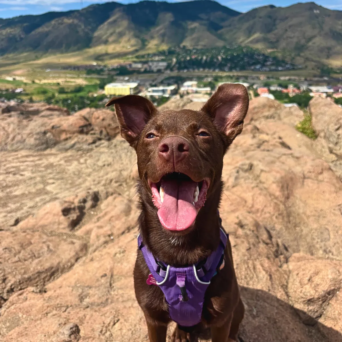 KCK's Dog of the Month