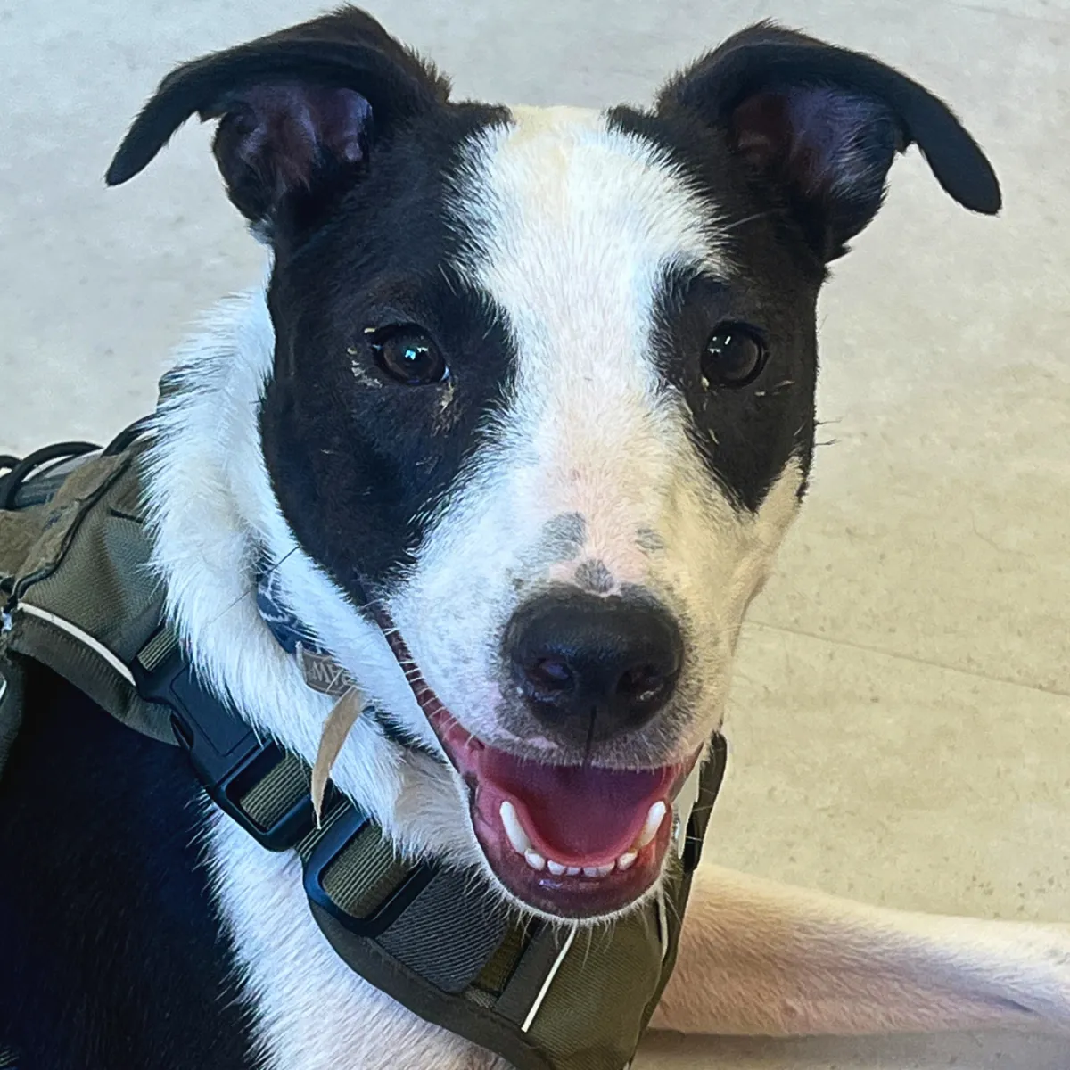 KCK's Dog of the Month