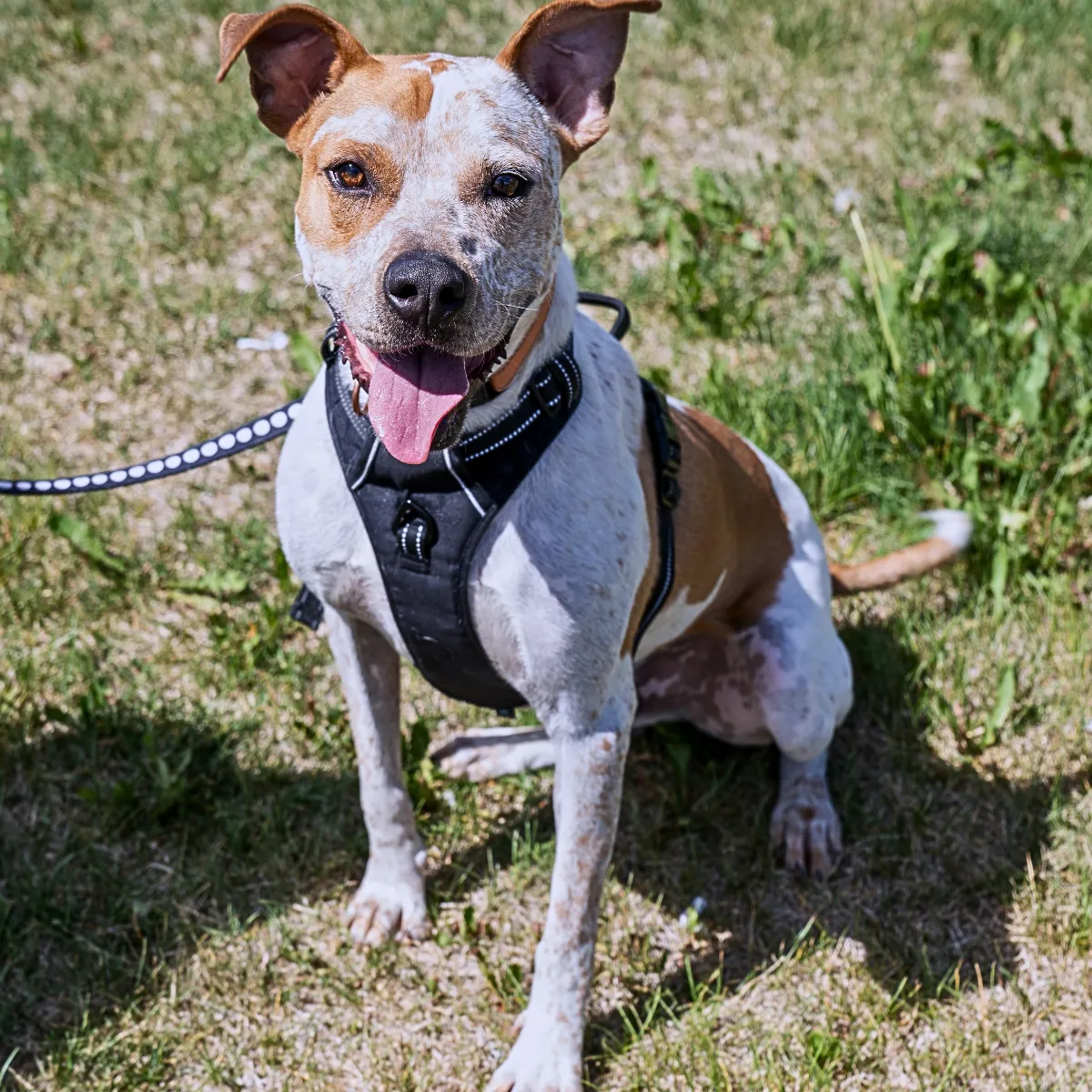 KCK's Dog of the Month