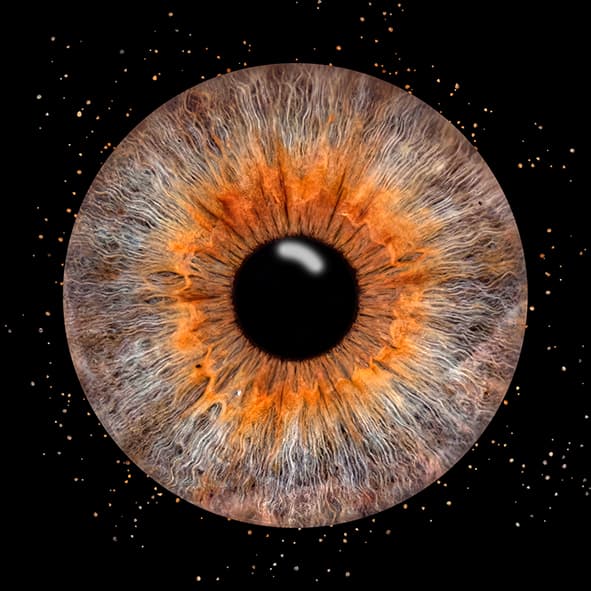 Detailaufnahme einer farbintensiven Iris als Kunstwerk