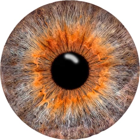 Detailreiche Einzeliris als künstlerische Fotografie