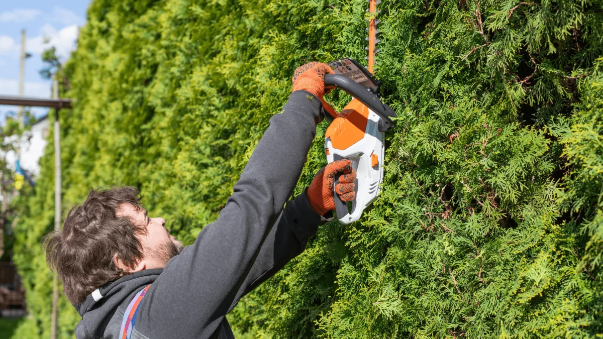 Tree Removal