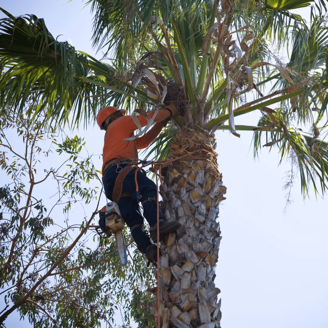 Large Tree Rmoval