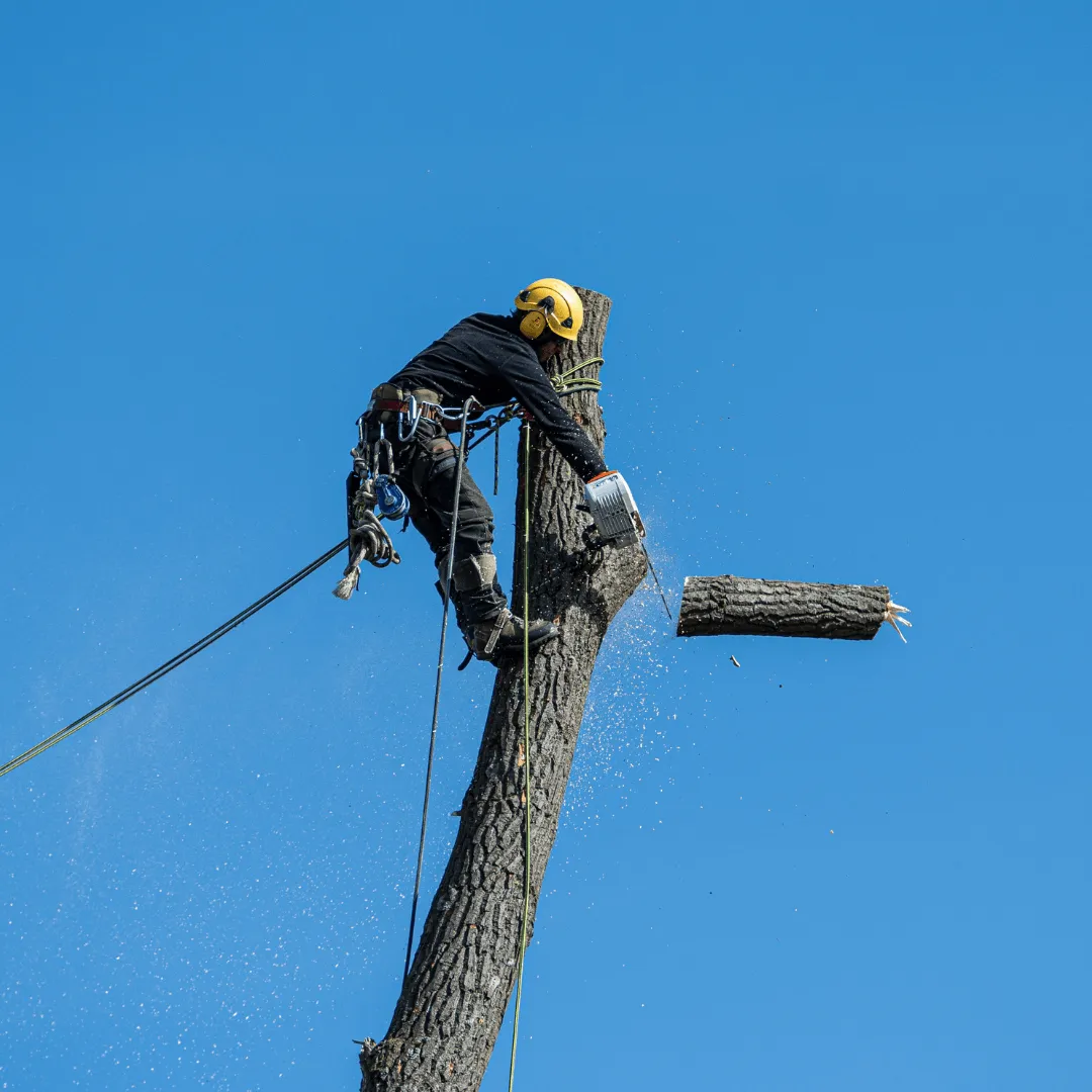 Palm Tree Service