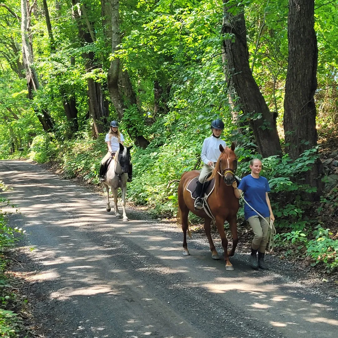 horses on a trail in the woods