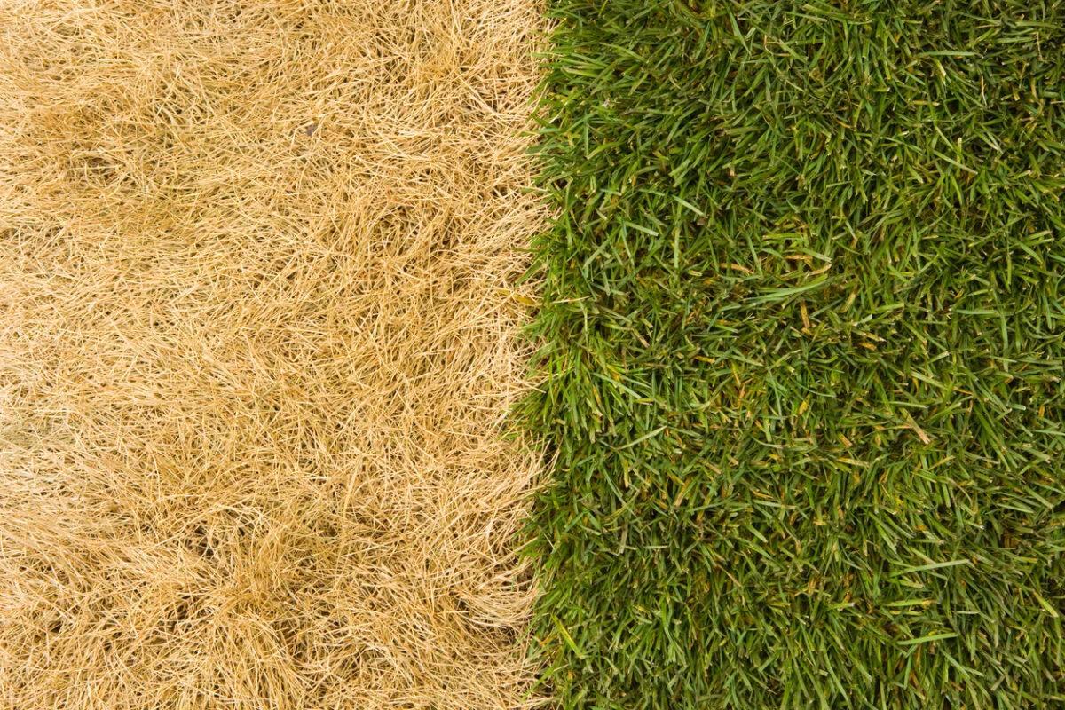 Why Your Lawn Looks Good in April… and Falls Apart by July (South Jersey Guide)