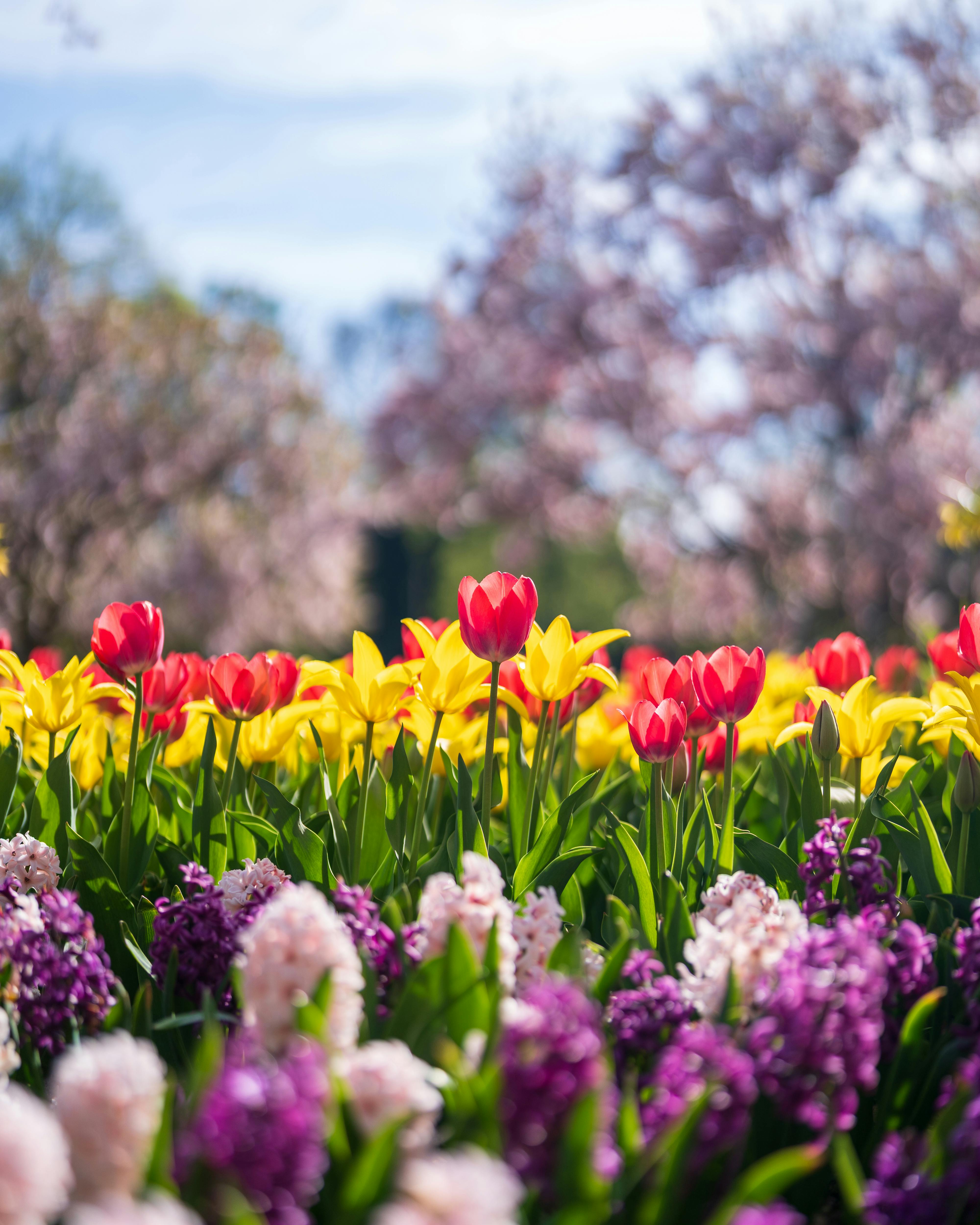 2026 Top Landscapers’ Flower Choices: The Best Blooms for Stunning Landscapes in South Jersey