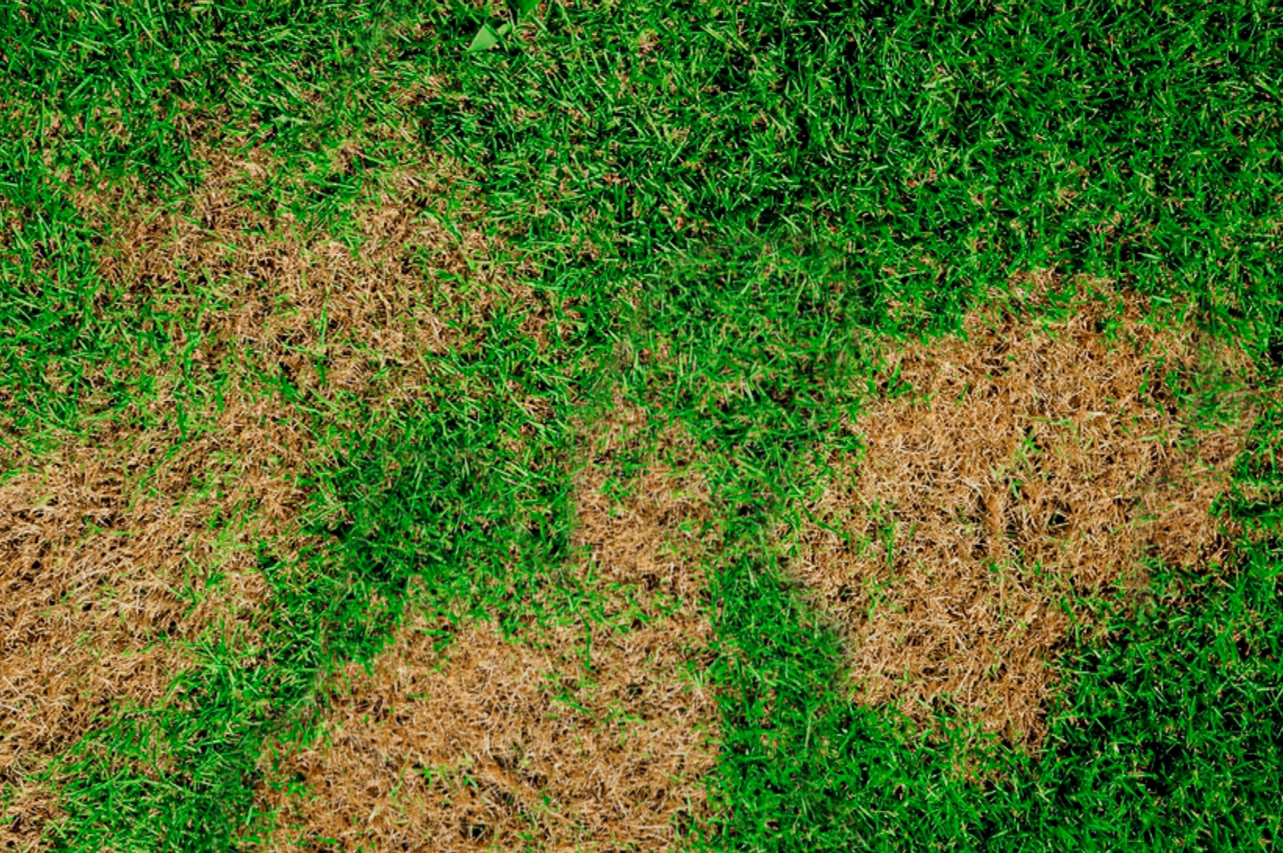 Why Brown Spots Aren't Always Drought | A&F Lawn Care