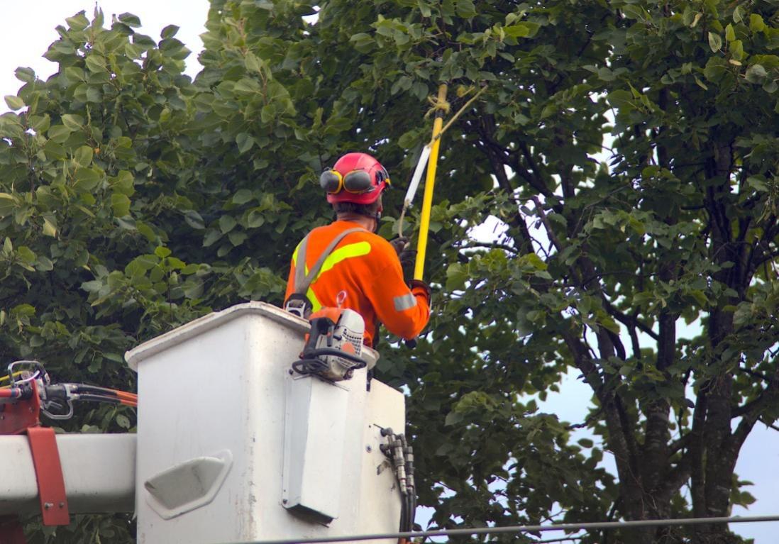 Tree Trimming and Pruning of large tree with worker on crane in Edmonds, WA