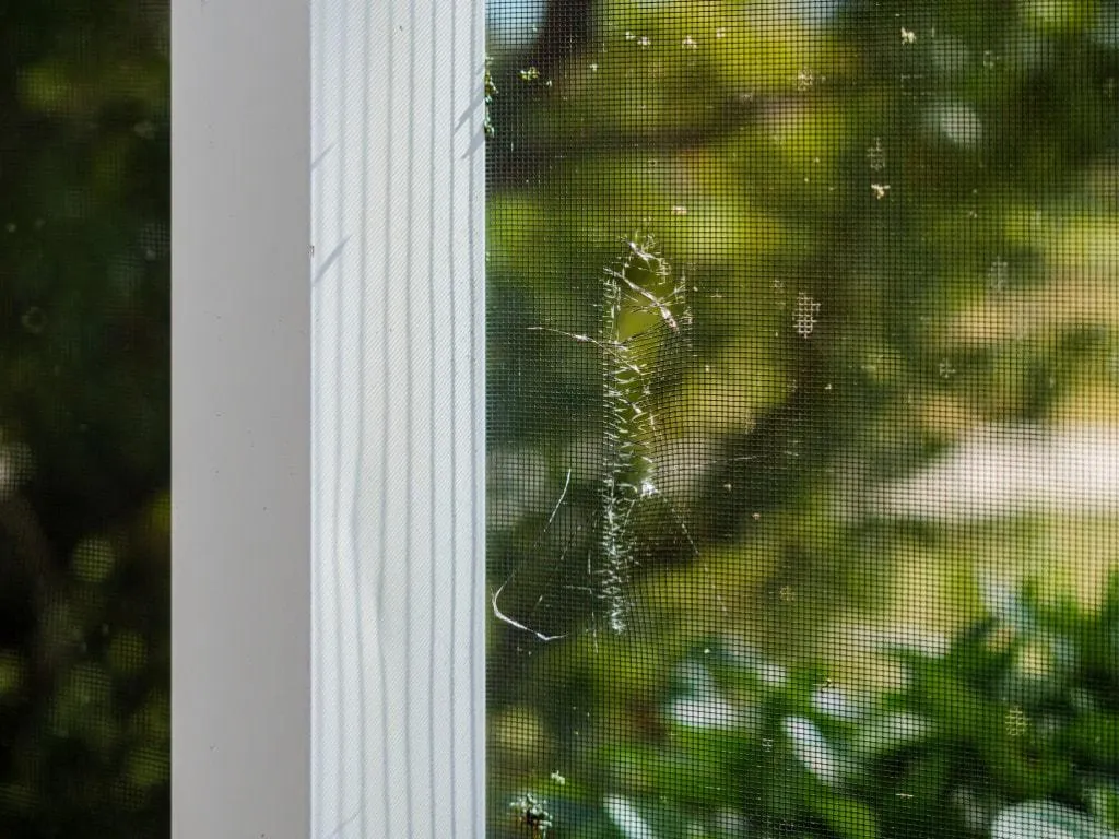 torn porch screen replacement Pool Screen Palm Harbor