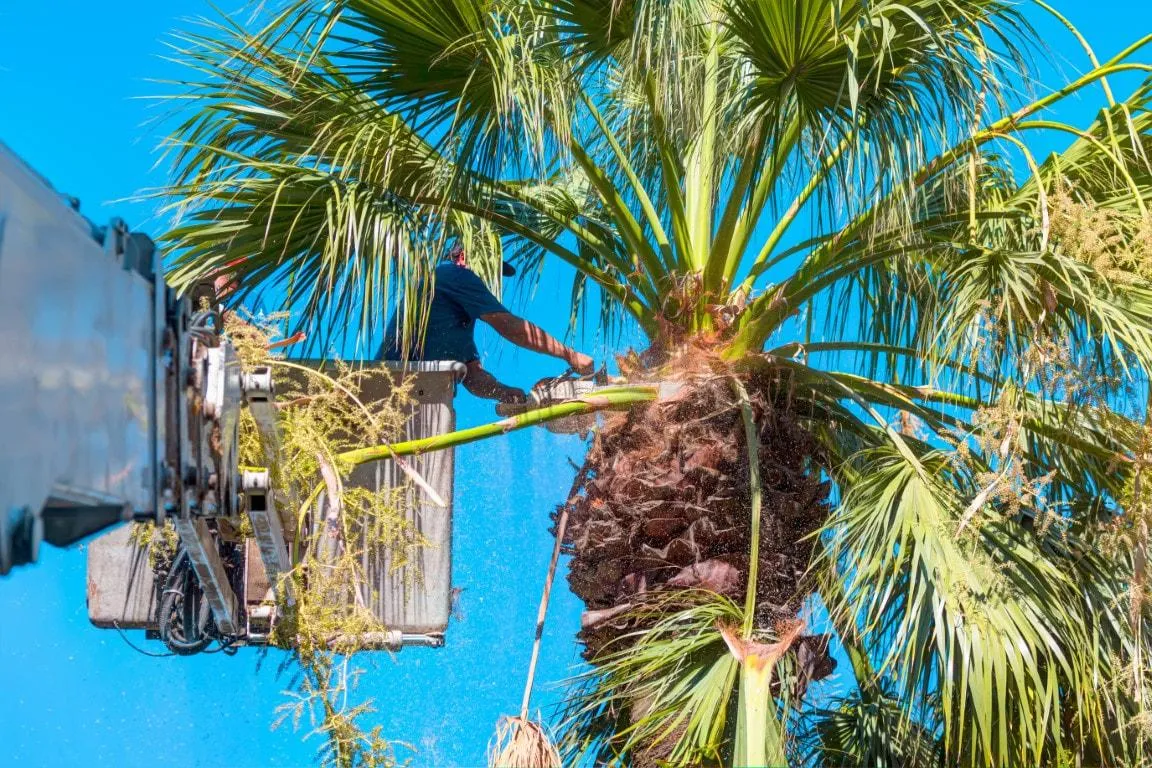 Tree Trimming and Pruning of large tree with worker on crane in Edmonds, WA