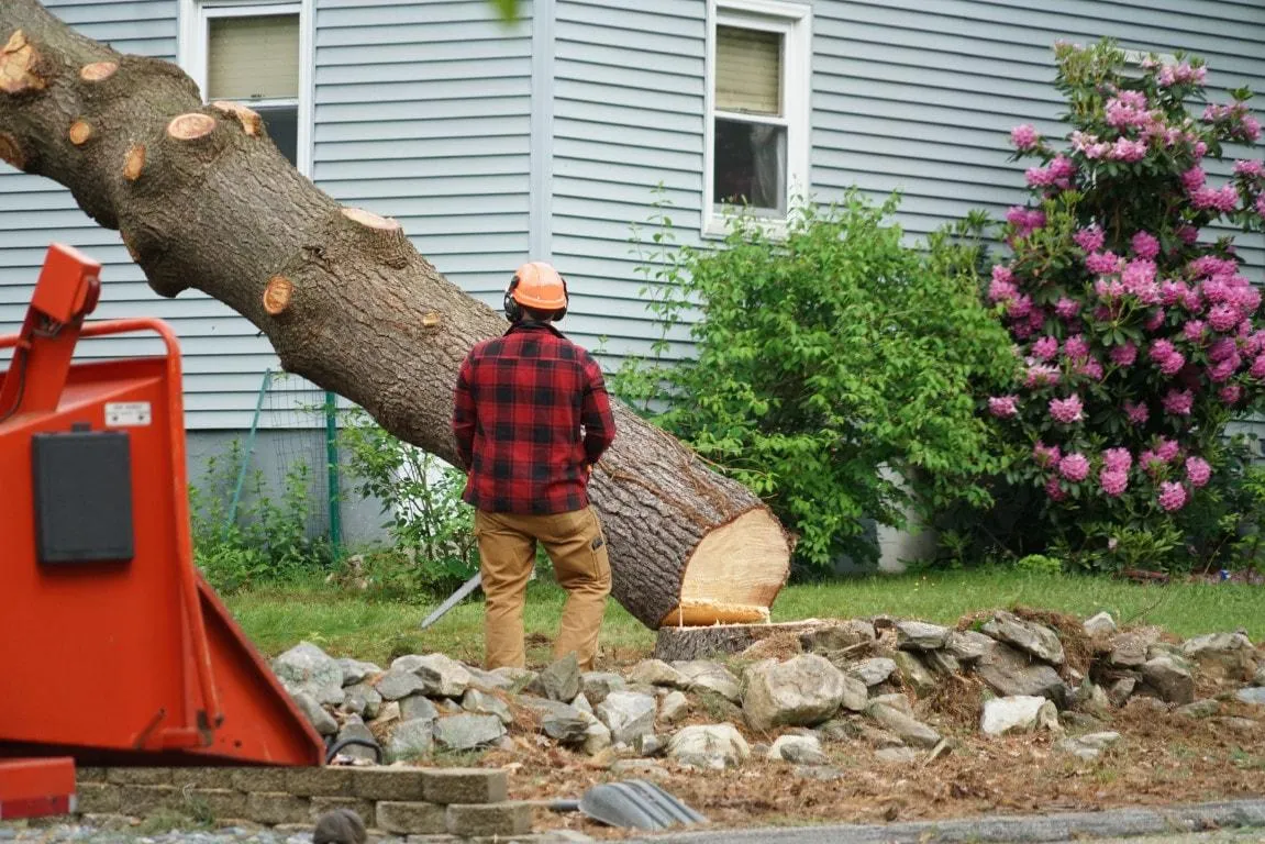 An image of Tree Removal Services in Edmonds, WA