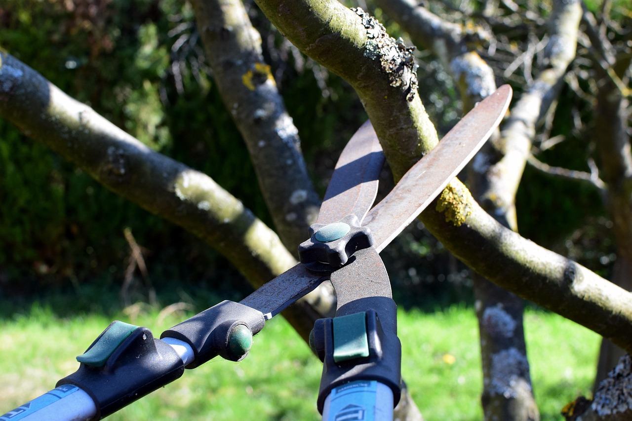 Tree Pruning. Frank Tree Felling. Expert Tree Felling Services in and around Benoni.