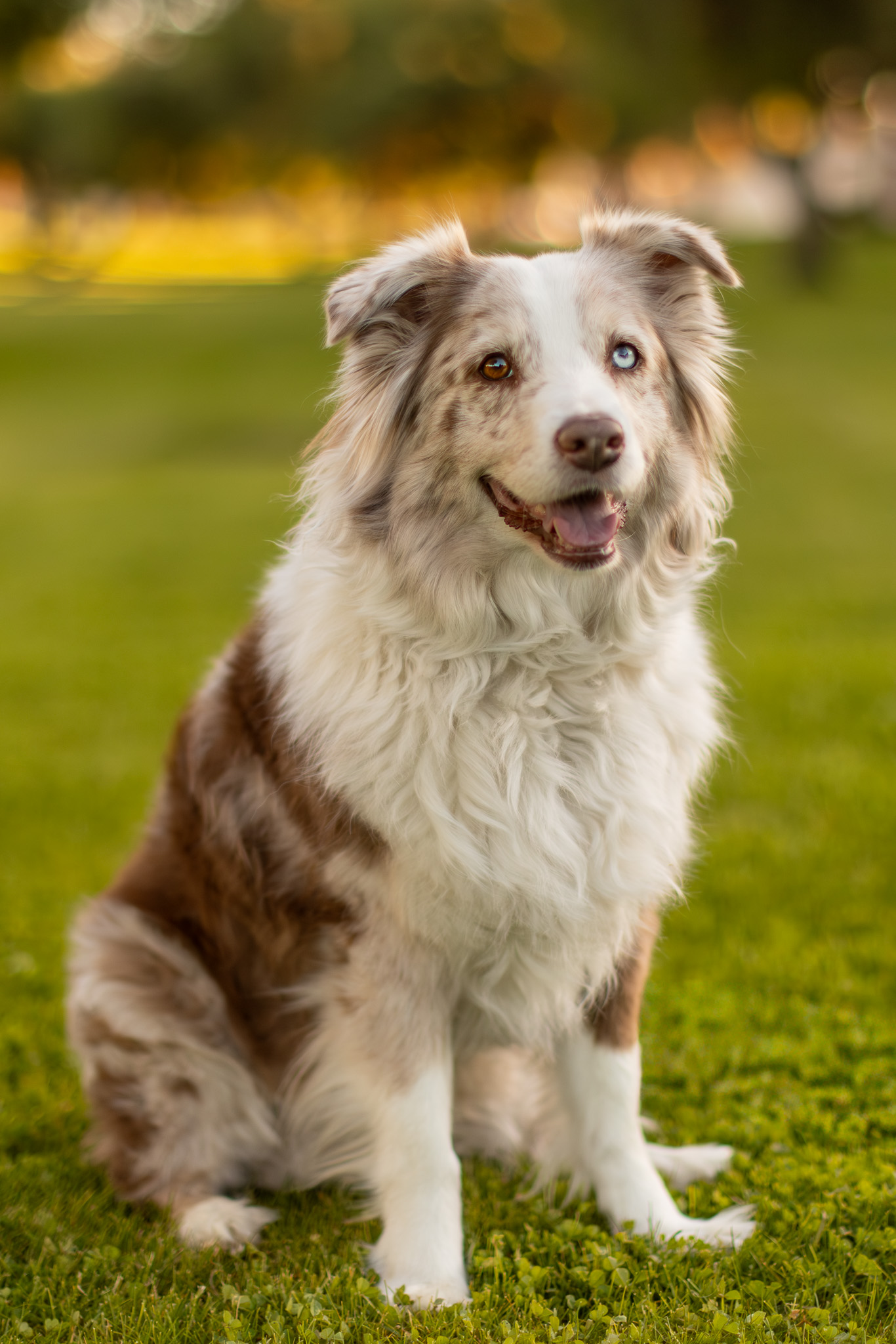Female husky do sitting with a happy face looking at the camera with beautiful warm bokeh in the background taken in Gilbert Arizona by Andria May Photography