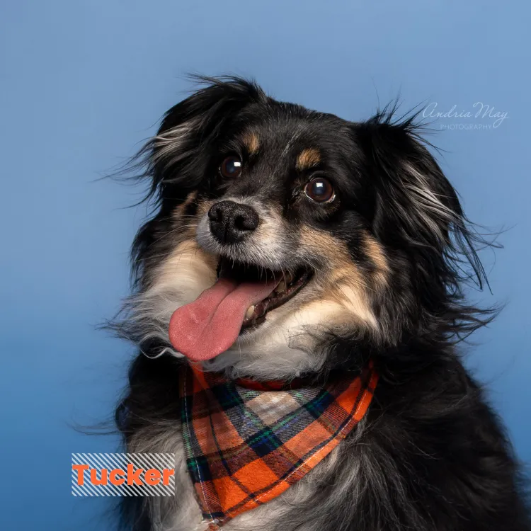 Black and white dog wearing a plaid bandana on a blue backdrop, tongue out, Pooch Playoffs by Andria May Photography Gilbert Arizona