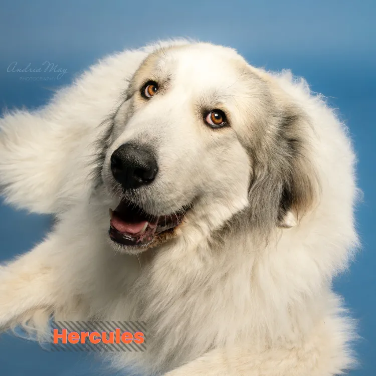 Large fluffy white dog on a soft blue background, smiling expression, Pooch Playoffs by Andria May Photography Gilbert Arizona dog portrait