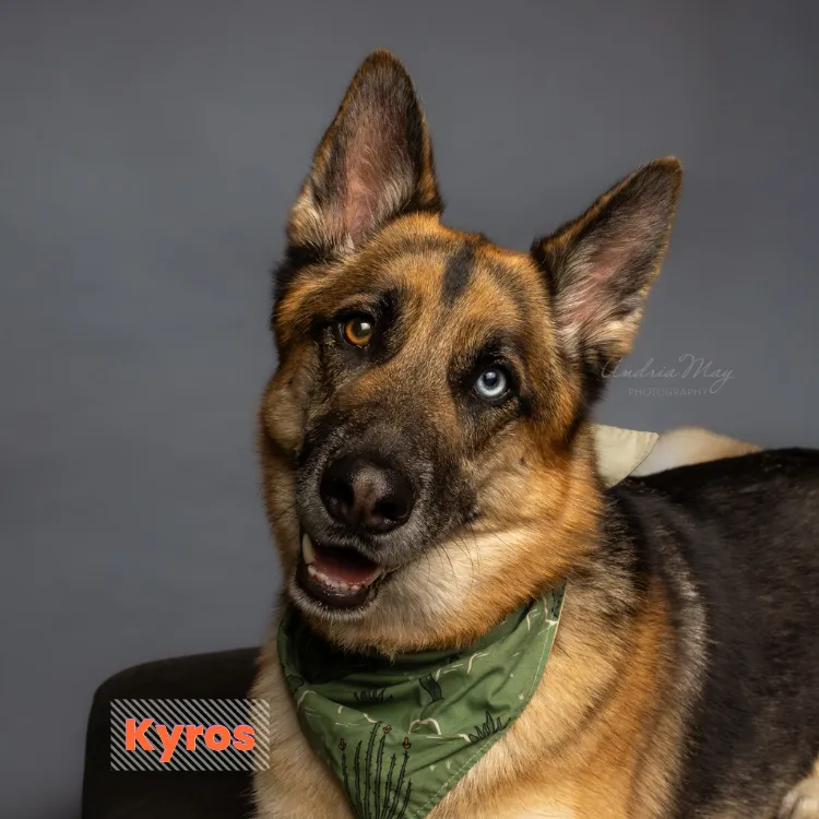 German Shepherd with alert ears on a dark background, Pooch Playoffs dog portrait by Andria May Photography Gilbert AZ