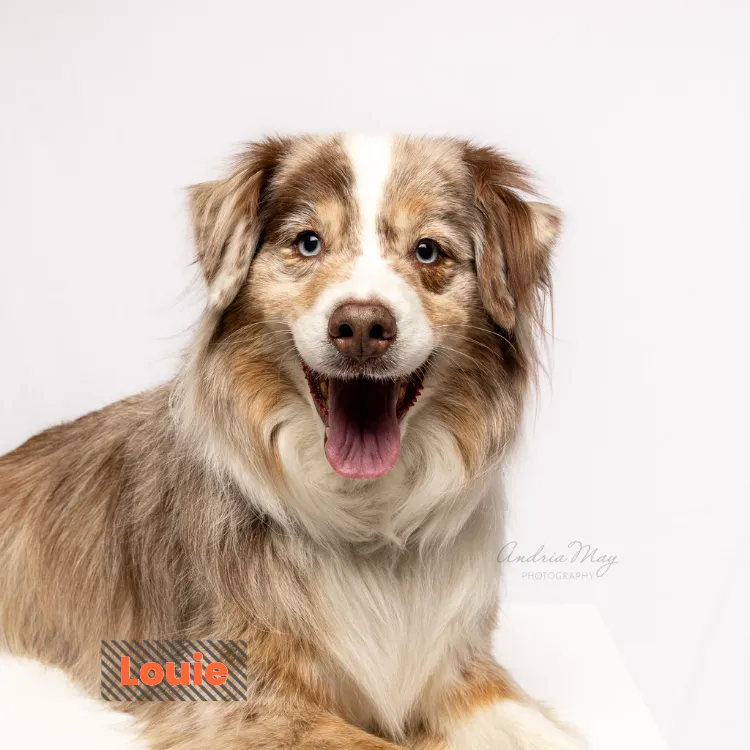 Brown and white Australian Shepherd smiling on a light background, Pooch Playoffs dog portrait by Andria May Photography in Gilbert AZ