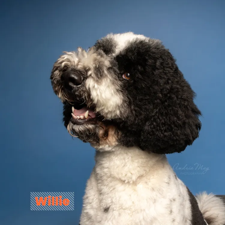 Black and white curly-coated dog on a blue backdrop looking off camera, Pooch Playoffs dog portrait by Andria May Photography in Gilbert AZ