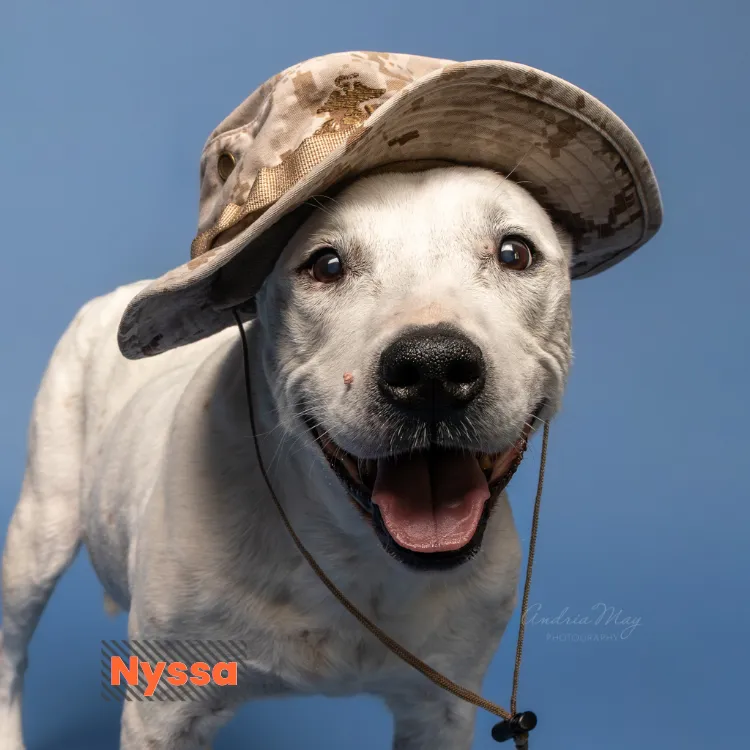 White dog wearing a hat on a blue backdrop with a playful expression, Pooch Playoffs by Andria May Photography Gilbert Arizona