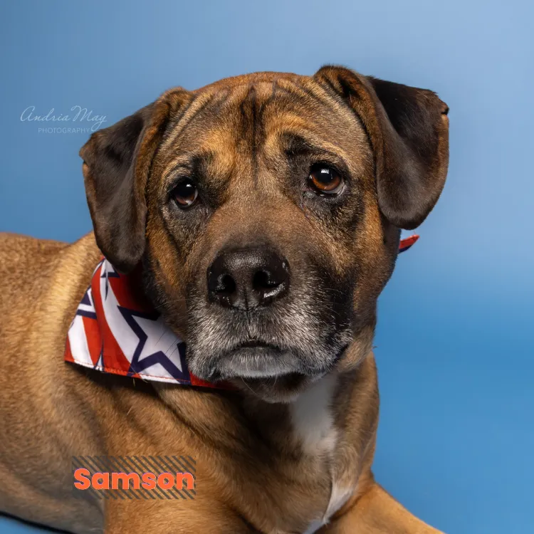 Large brown dog wearing a bandana on a blue backdrop, serious expression, Pooch Playoffs by Andria May Photography Gilbert AZ