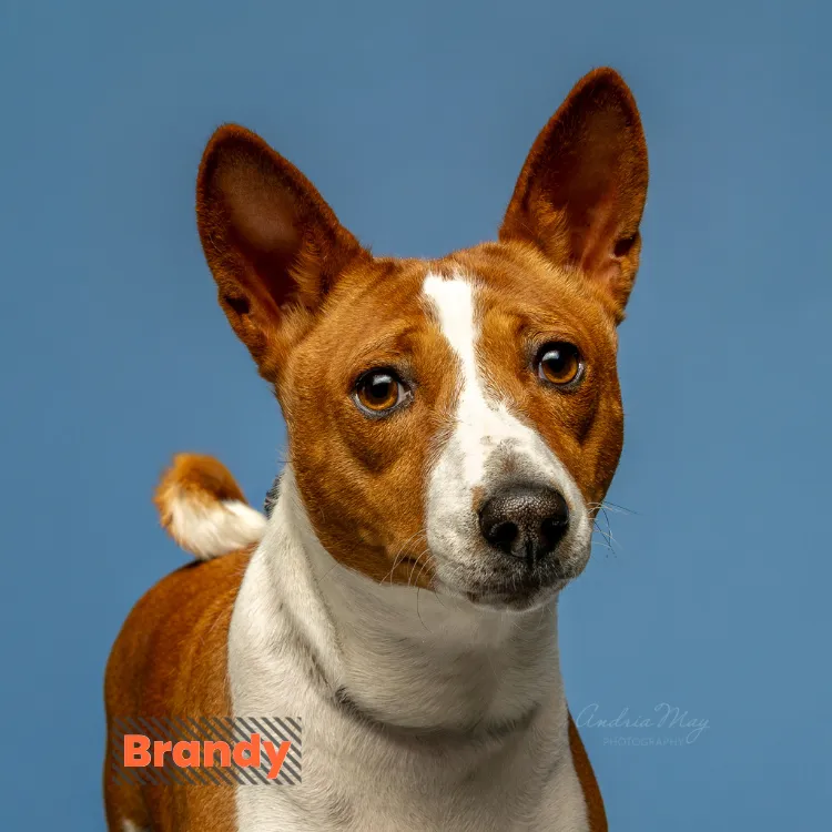 Brown and white dog with alert ears on a blue background, Pooch Playoffs dog portrait by Andria May Photography Gilbert Arizona